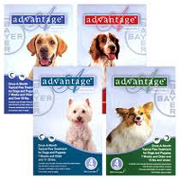 advantage - flea & tick control
