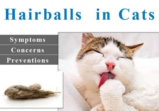 Hairballs In Cats Symptoms Concerns And Preventions 9205