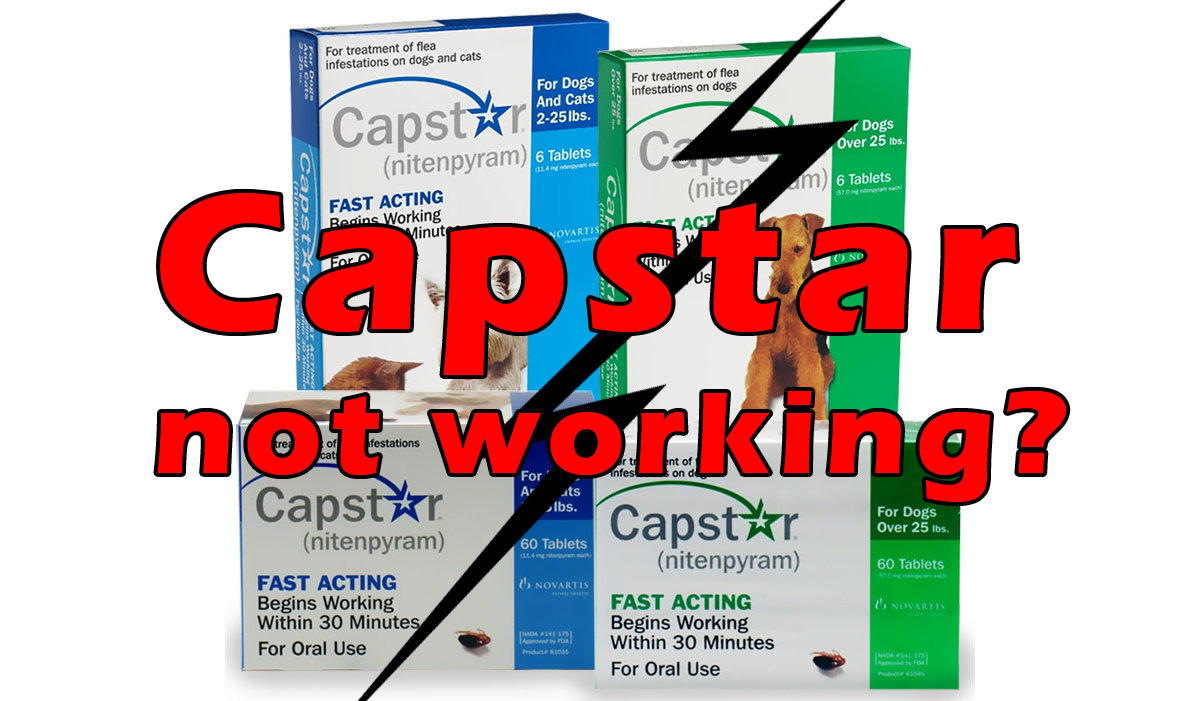 capstar and frontline together