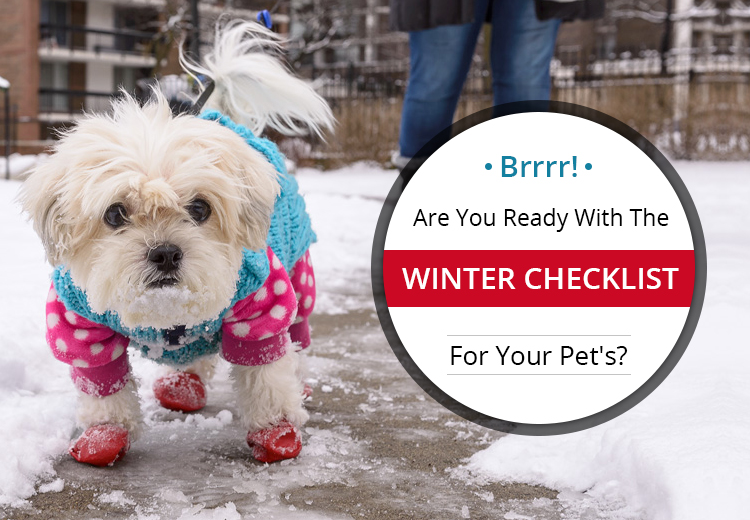 Must-Have Winter Essentials For Your Pets