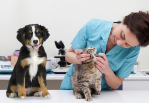 Importance of Dental Care for your dog and cat