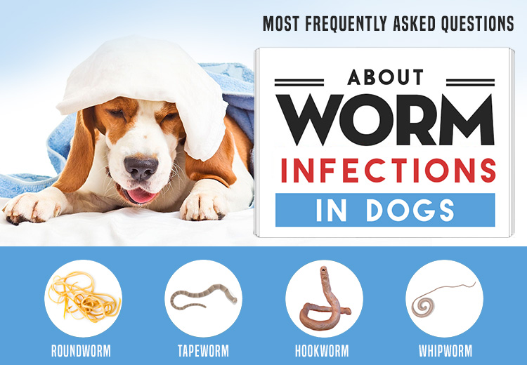 What Are Worms In Dogs