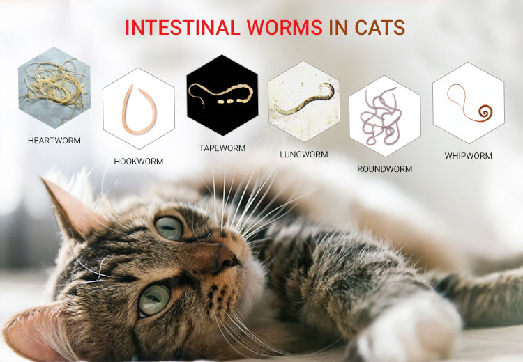 parasitic worms in cats