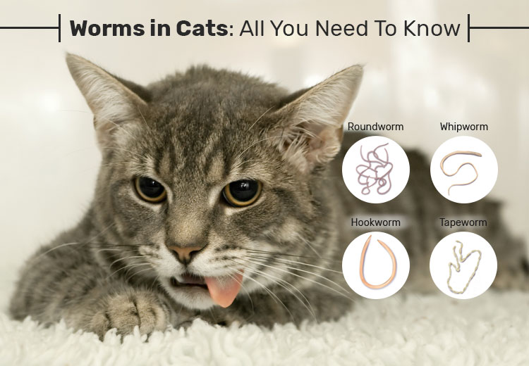 hookworms in cats treatment
