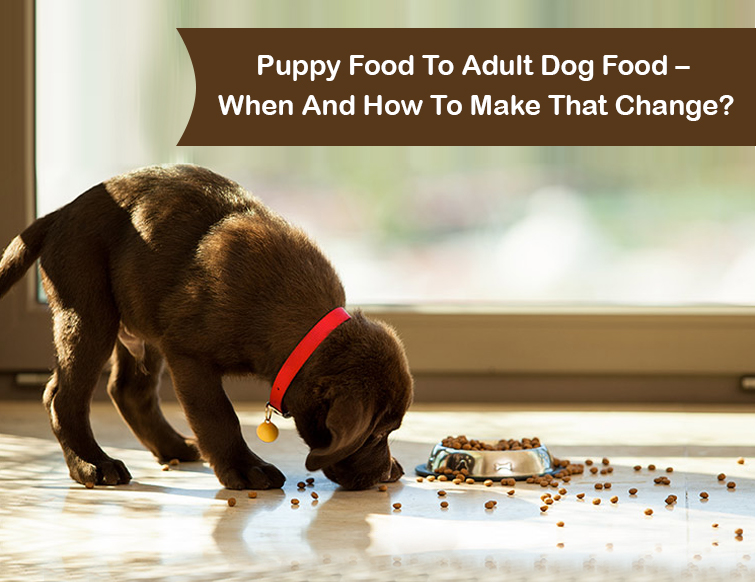 Puppy Food To Adult Dog Food – When And How To Make That Change ...