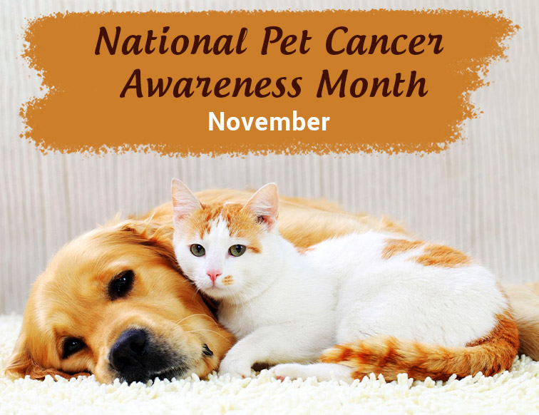 National Pet Cancer Awareness Month November PetCareSupplies Blog